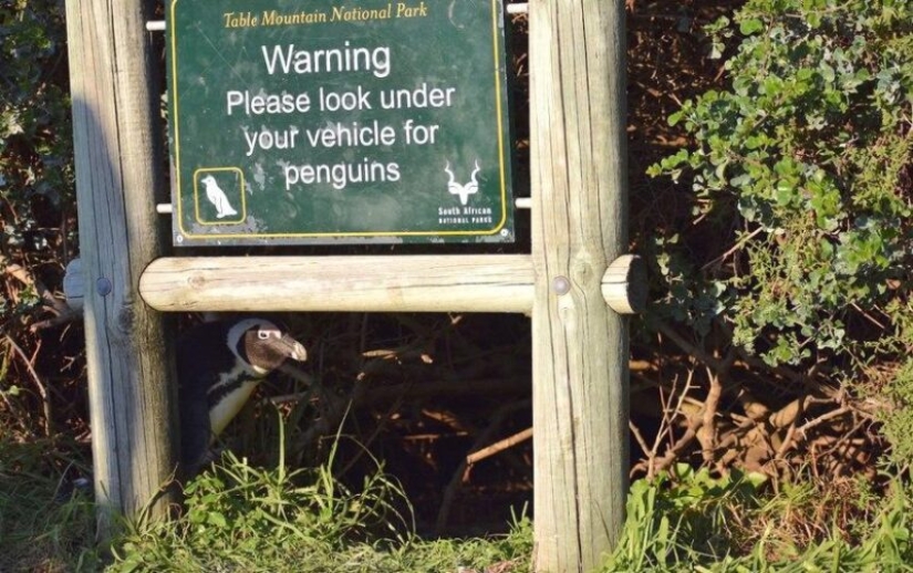 The funniest photos of wild animals from the finalists of the Comedy Wildlife Photography Awards 2020