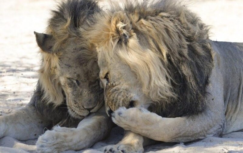 The funniest photos of wild animals from the finalists of the Comedy Wildlife Photography Awards 2020