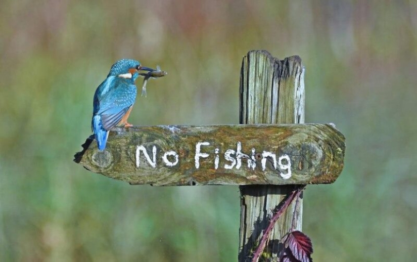 The funniest photos of wild animals from the finalists of the Comedy Wildlife Photography Awards 2020