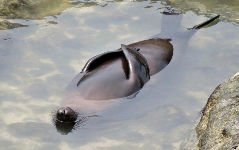 The funniest photos of wild animals from the finalists of the Comedy Wildlife Photography Awards 2020