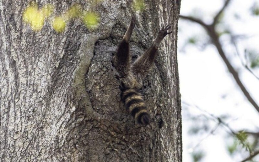 The funniest photos of wild animals from the finalists of the Comedy Wildlife Photography Awards 2020