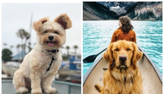 The furry stars of Instagram: Pets, which owners earn in social networks a lot of money The furry stars of Instagram: Pets, which owners earn in social networks a lot of money
