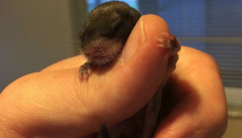 The guy decided to save this baby, not even knowing how to take care of him