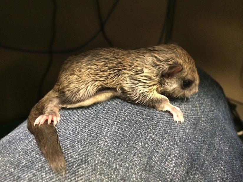 The guy decided to save this baby, not even knowing how to take care of him