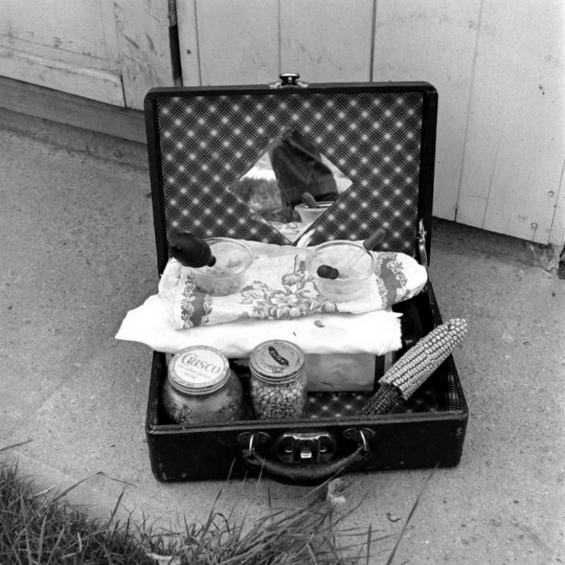 The headless chicken Mike