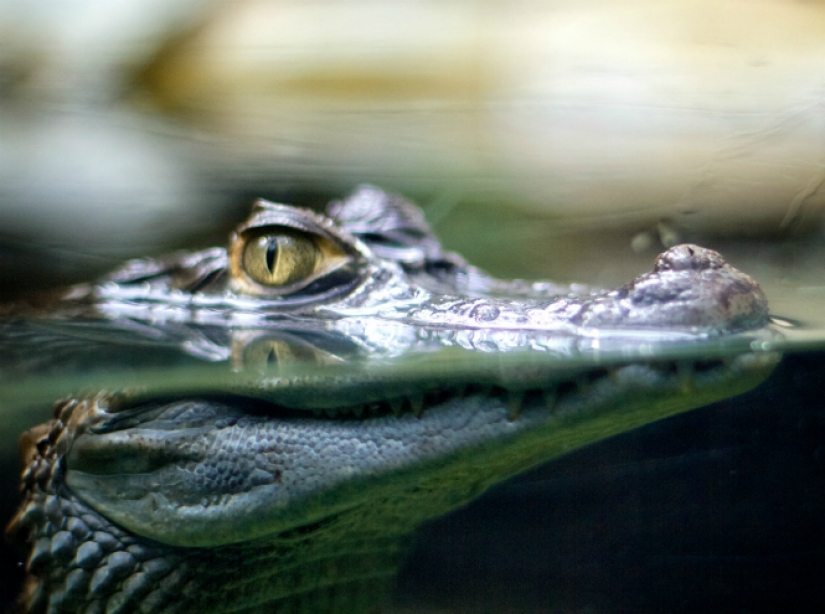 The index of red lipstick, or even to understand the economy