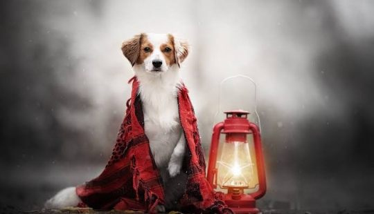 The inventor from the UK has created a street lamp that runs on dog Poo