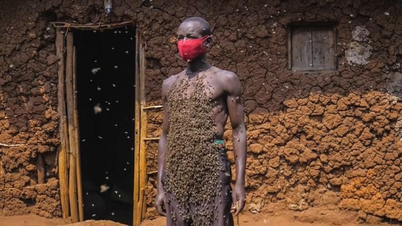 The King of bees is an African who is not afraid of stinging insects The King of bees is an African who is not afraid of stinging insects