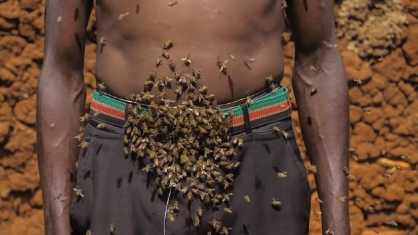 The King of bees is an African who is not afraid of stinging insects The King of bees is an African who is not afraid of stinging insects