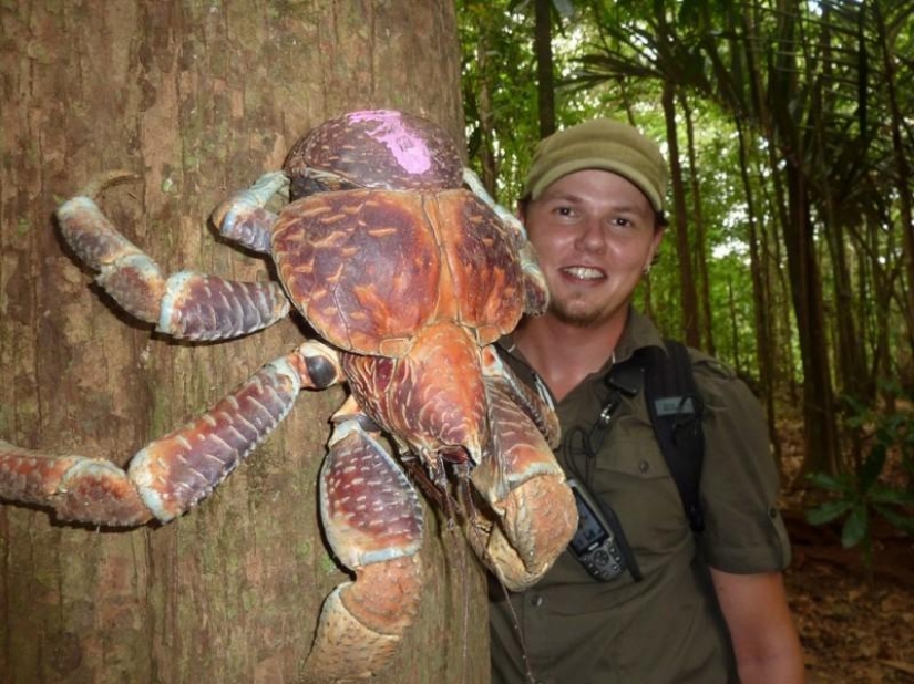 The largest representative arthropods, the coconut crab!