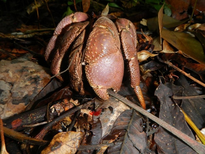 The largest representative arthropods, the coconut crab!