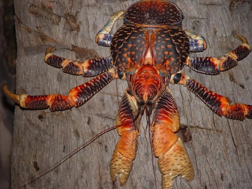 The largest representative arthropods, the coconut crab!