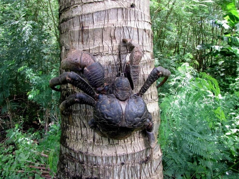 The largest representative arthropods, the coconut crab!