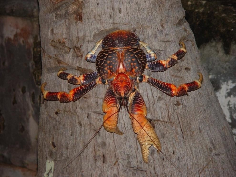 The largest representative arthropods, the coconut crab!