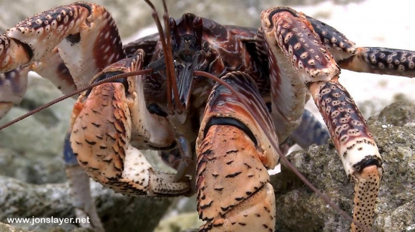 The largest representative arthropods, the coconut crab!