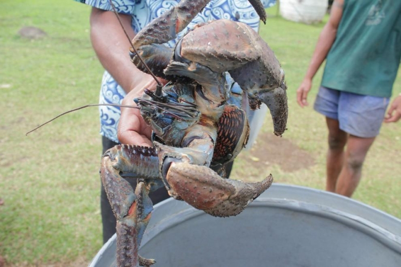 The largest representative arthropods, the coconut crab!