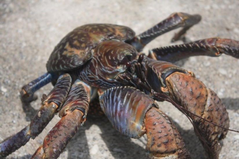 The largest representative arthropods, the coconut crab!