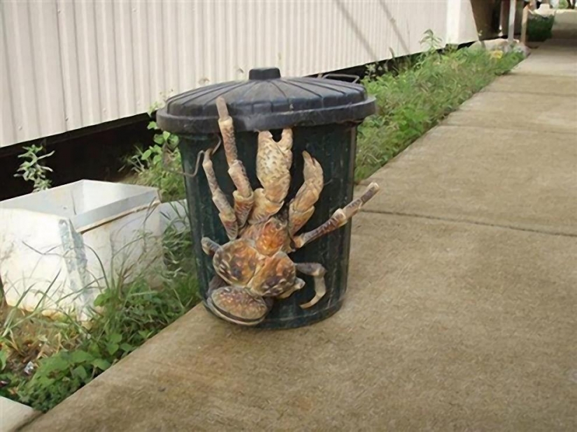The largest representative arthropods, the coconut crab!