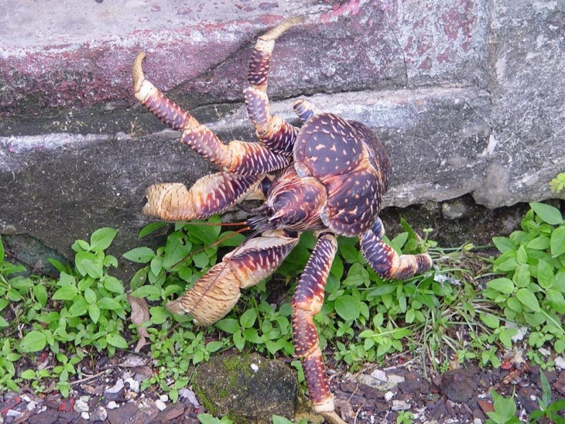 The largest representative arthropods, the coconut crab!
