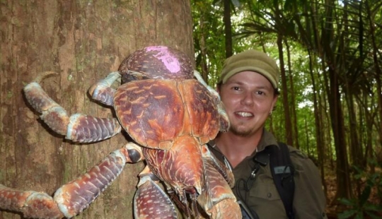 The largest representative arthropods, the coconut crab!