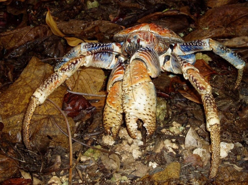 The largest representative arthropods, the coconut crab!
