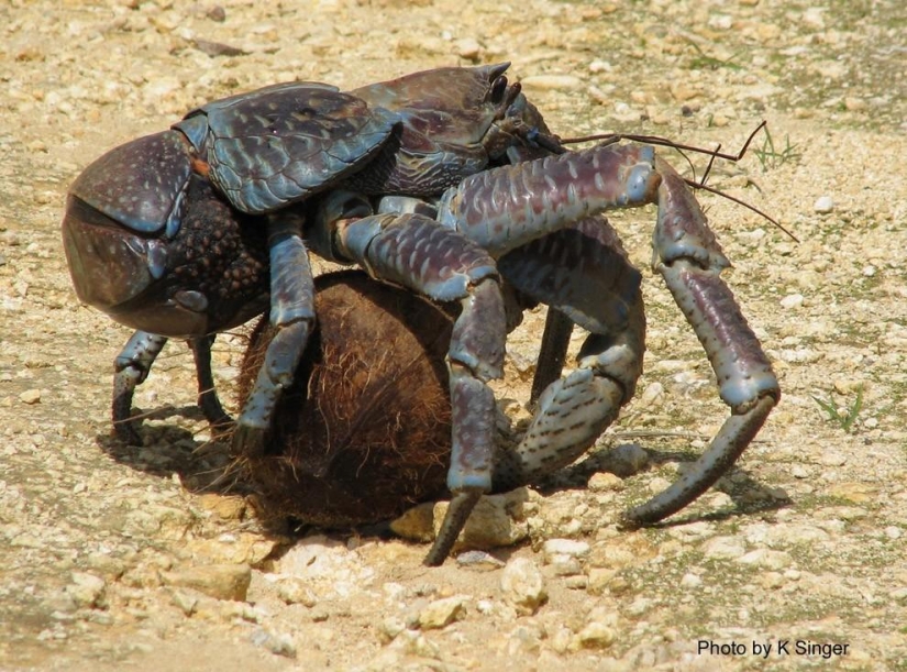 The largest representative arthropods, the coconut crab!