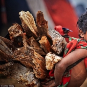 The last hunters and gatherers: the life of a primitive tribe in Nepal