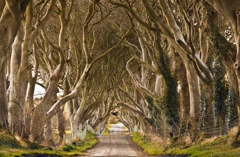 The most exciting avenues on the planet, which is certainly worth a stroll