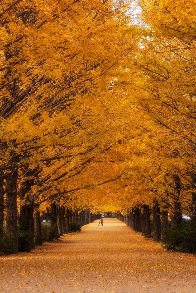 The most exciting avenues on the planet, which is certainly worth a stroll