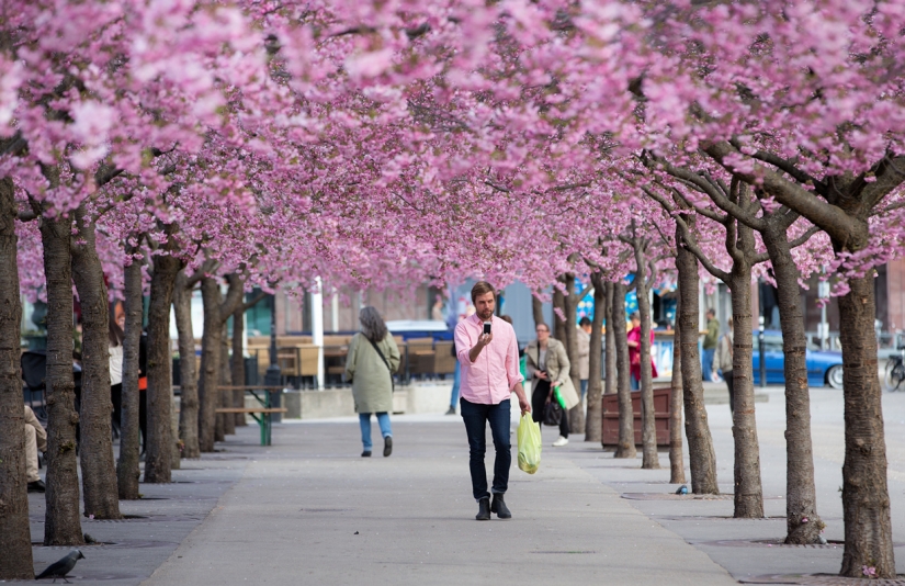 The most exciting avenues on the planet, which is certainly worth a stroll