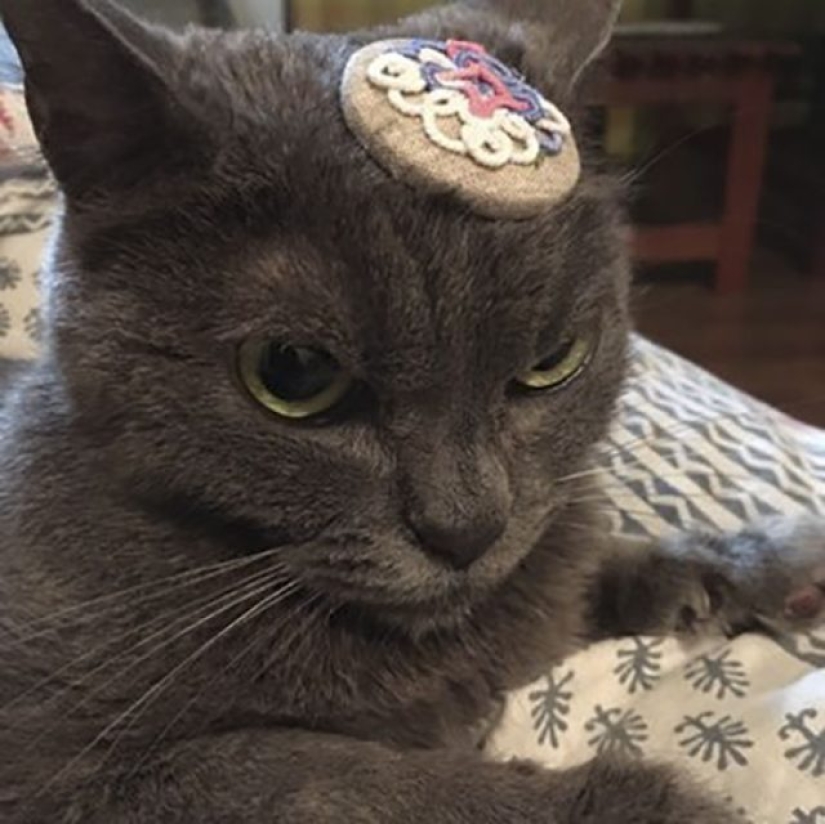 The most heartfelt cat in the world