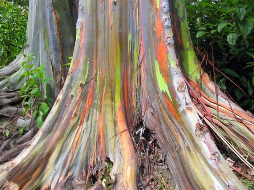 The most strange trees in the world The most strange trees in the world