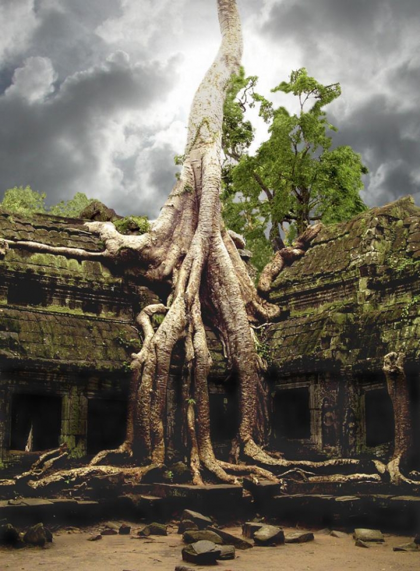 The most strange trees in the world The most strange trees in the world