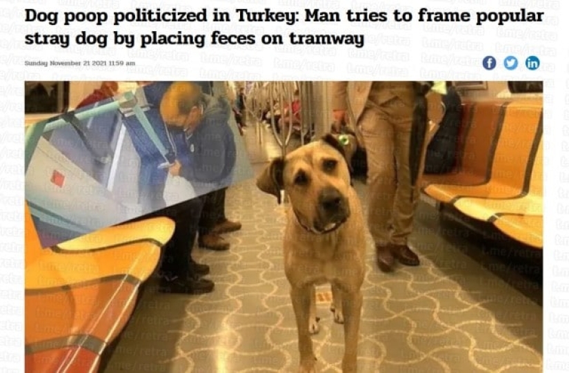 The oppositionists tried to frame the Istanbul dog Boji by throwing feces into the tram The oppositionists tried to frame the Istanbul dog Boji by throwing feces into the tram