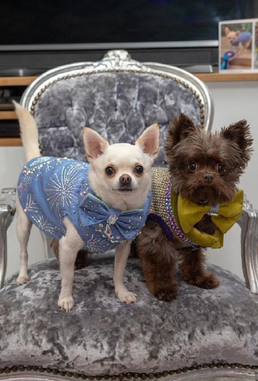 The owner of a spoiled chihuahua spent a fortune on designer outfits for dogs