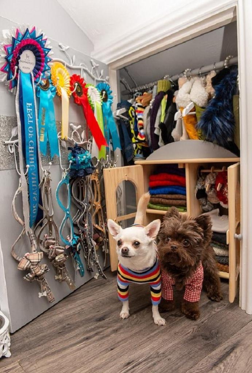 The owner of a spoiled chihuahua spent a fortune on designer outfits for dogs