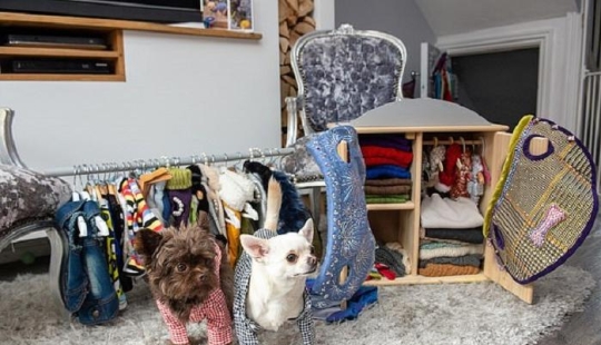 The owner of a spoiled chihuahua spent a fortune on designer outfits for dogs
