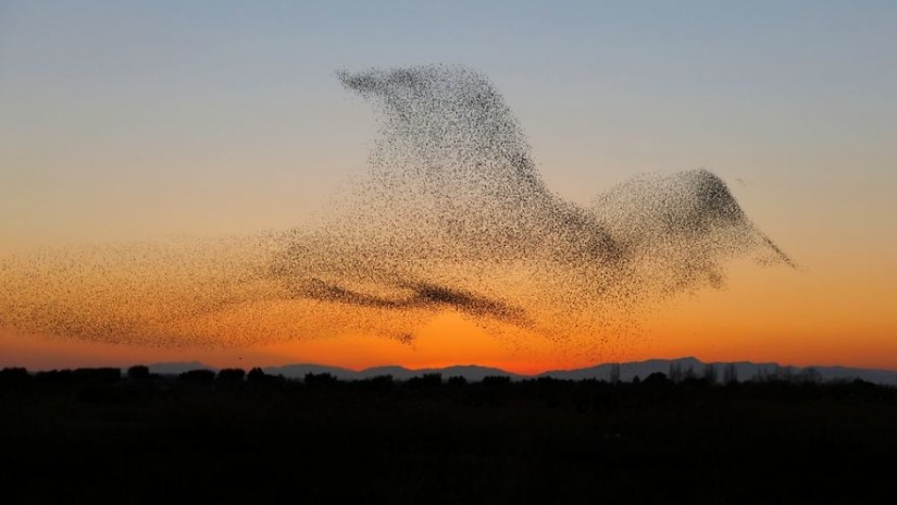 The photographer accidentally took a unique picture and noticed it only at home