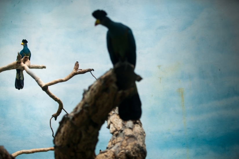 The real life of animals in zoos