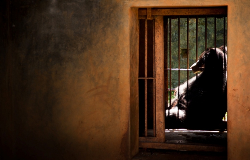 The real life of animals in zoos