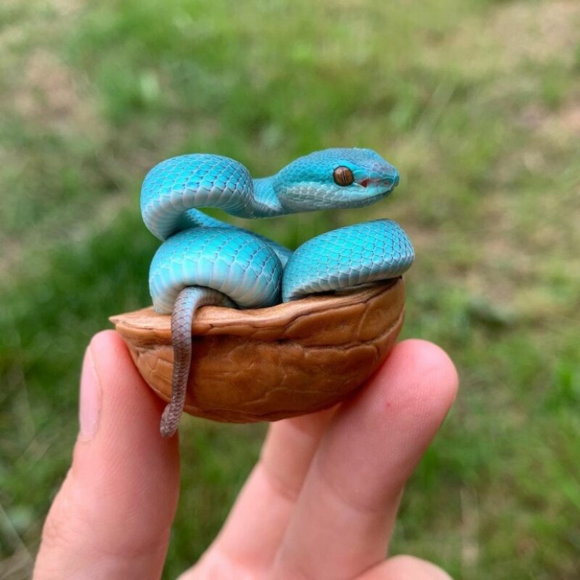 The Russian woman fearlessly gave a cobra a drink from a glass and became the hero of the network The Russian woman fearlessly gave a cobra a drink from a glass and became the hero of the network