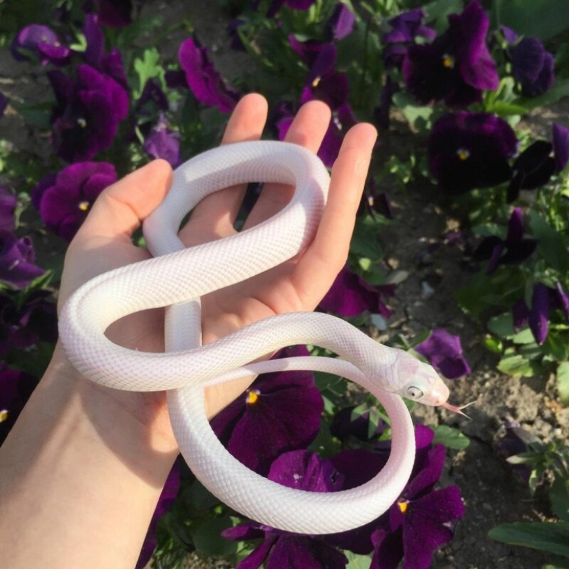 The Russian woman fearlessly gave a cobra a drink from a glass and became the hero of the network The Russian woman fearlessly gave a cobra a drink from a glass and became the hero of the network