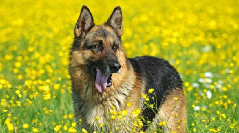 The story of Gunther the dog, who inherited the mistress's millions, turned out to be a fake The story of Gunther the dog, who inherited the mistress's millions, turned out to be a fake