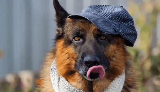 The story of Gunther the dog, who inherited the mistress's millions, turned out to be a fake