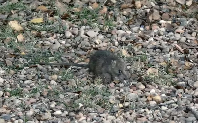 The underworld of sin city: a homeless life in the dark tunnels of Las Vegas