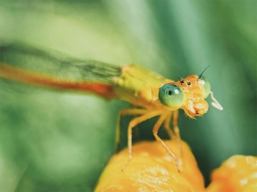 The winners of the 10th competition of mobile photography Mobile Photography Awards-2021