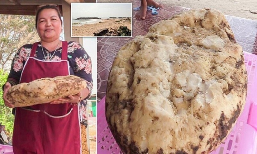 The woman found on the beach vomiting whale that she could make over a quarter million dollars The woman found on the beach vomiting whale that she could make over a quarter million dollars