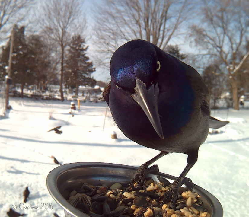 The woman lures the birds and makes stunning portraits while they were eating