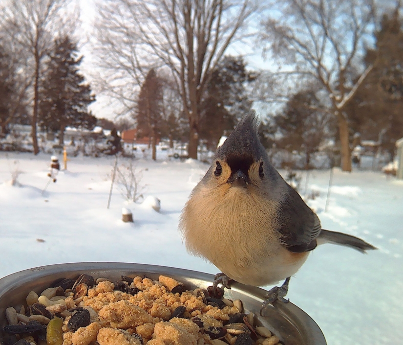 The woman lures the birds and makes stunning portraits while they were eating