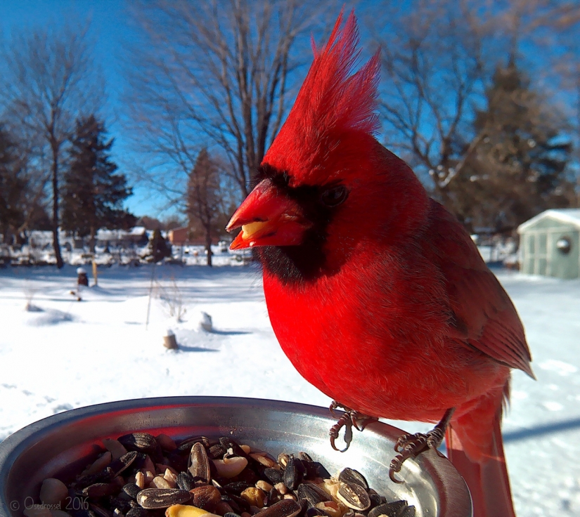 The woman lures the birds and makes stunning portraits while they were eating